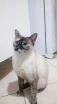 Jubilina 