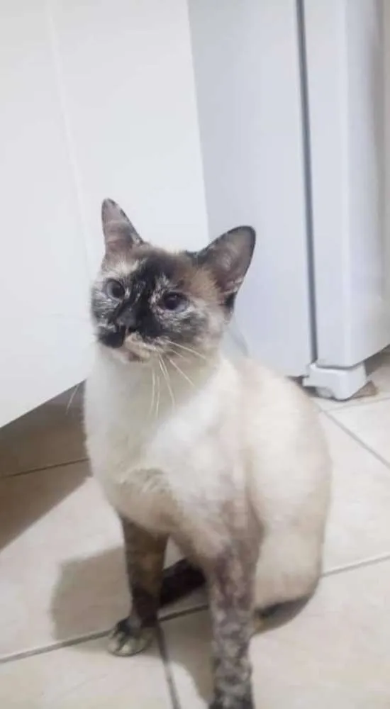 Gato ra a Sem raça  idade 2 anos nome Jubilina 