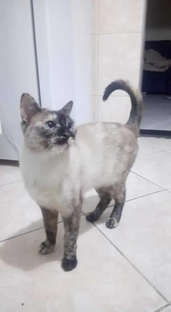 Gato ra a Sem raça  idade 2 anos nome Jubilina 