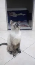 Jubilina 