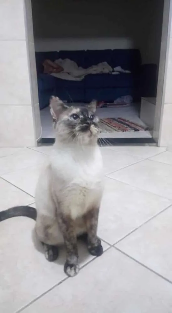 Gato ra a Sem raça  idade 2 anos nome Jubilina 