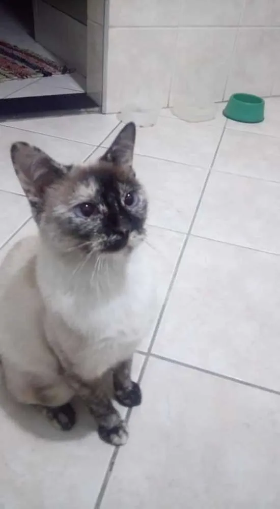 Gato ra a Sem raça  idade 2 anos nome Jubilina 