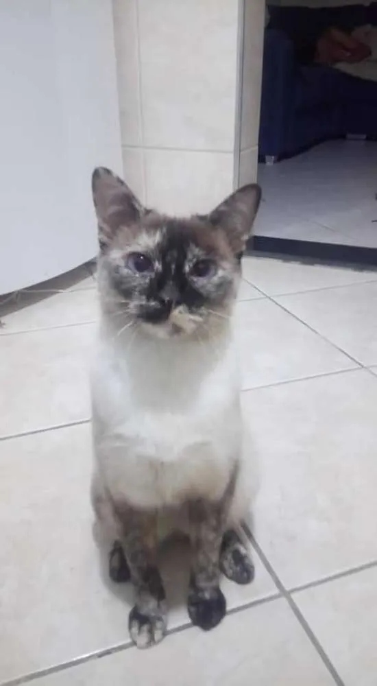 Gato ra a Sem raça  idade 2 anos nome Jubilina 