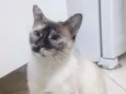 Jubilina 