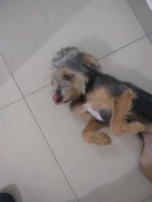 Cachorro raça SRD idade 2 a 6 meses nome Júnior