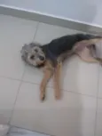 Júnior