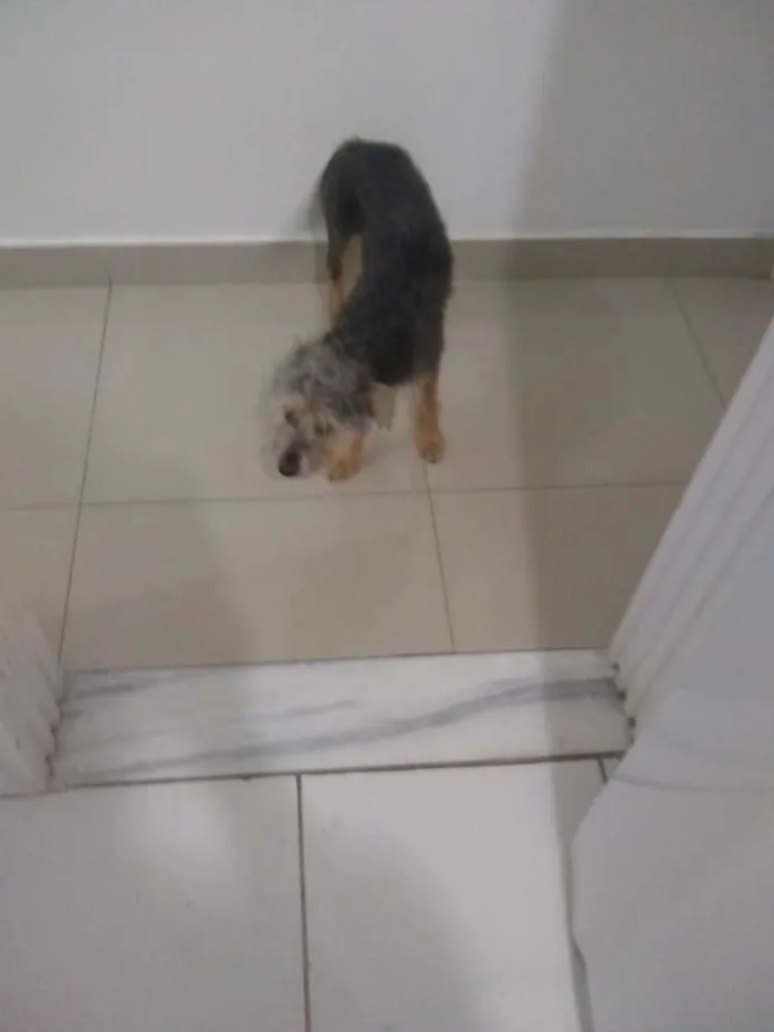 Cachorro ra a SRD idade 2 a 6 meses nome Júnior