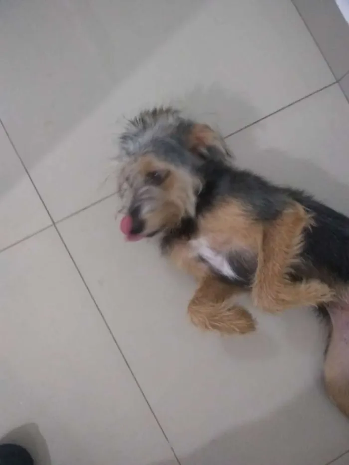Cachorro ra a SRD idade 2 a 6 meses nome Júnior
