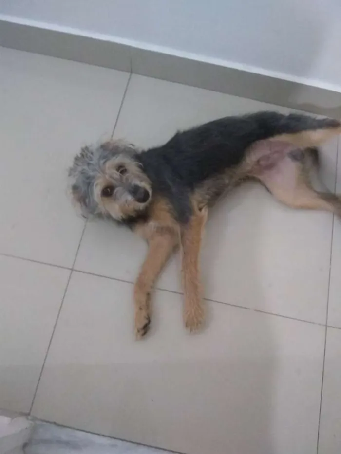 Cachorro ra a SRD idade 2 a 6 meses nome Júnior