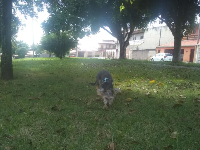 Cachorro ra a SRD idade 2 a 6 meses nome Júnior