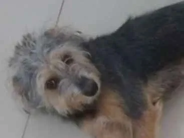 Cachorro ra a SRD idade 2 a 6 meses nome Júnior