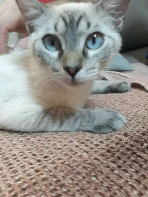Gato ra a MESTICO SIAMES idade 4 anos nome BARNEY
