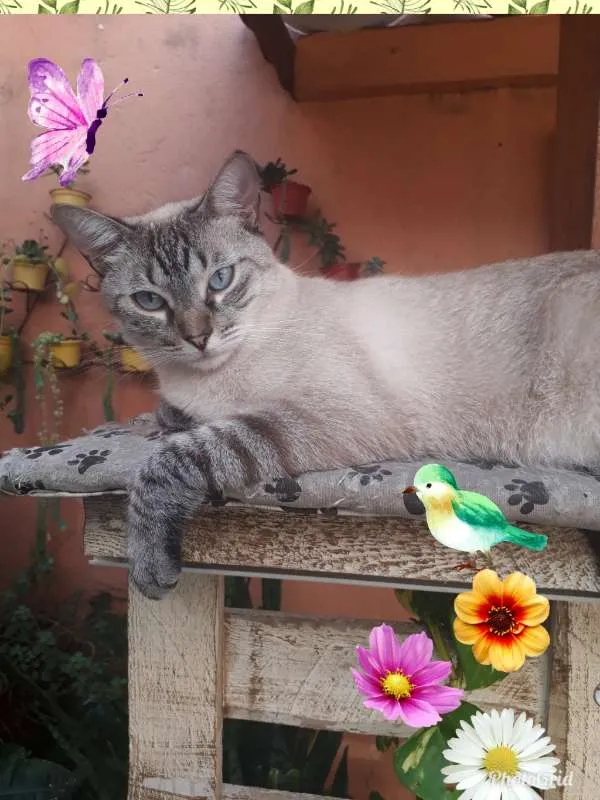 Gato ra a MESTICO SIAMES idade 4 anos nome BARNEY