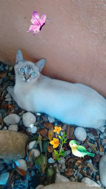 Gato ra a MESTICO SIAMES idade 4 anos nome BARNEY