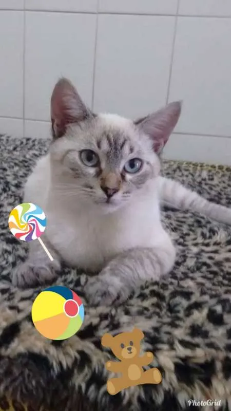 Gato ra a MESTICO SIAMES idade 4 anos nome BARNEY