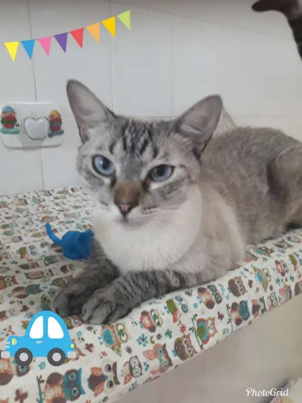 Gato ra a MESTICO SIAMES idade 4 anos nome BARNEY