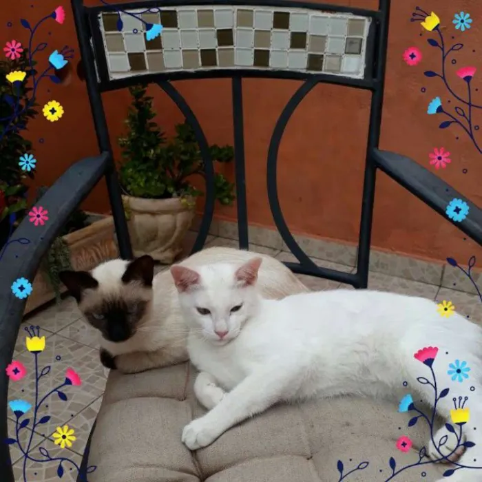 Gato ra a SRD idade 4 anos nome CHARLES