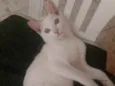 CHARLES