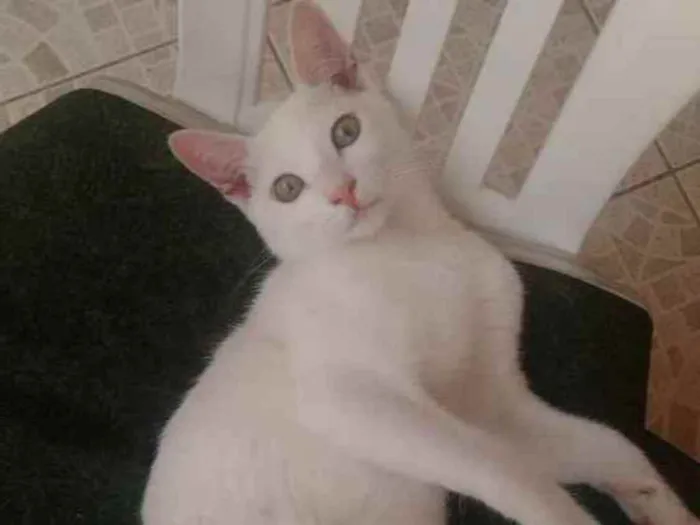 Gato ra a SRD idade 4 anos nome CHARLES