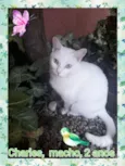 CHARLES