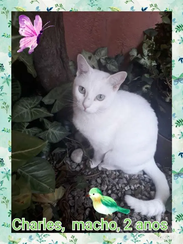 Gato ra a SRD idade 4 anos nome CHARLES