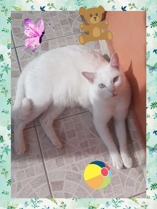 Gato ra a SRD idade 4 anos nome CHARLES