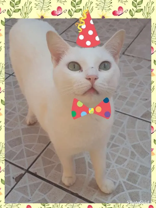 Gato ra a SRD idade 4 anos nome CHARLES