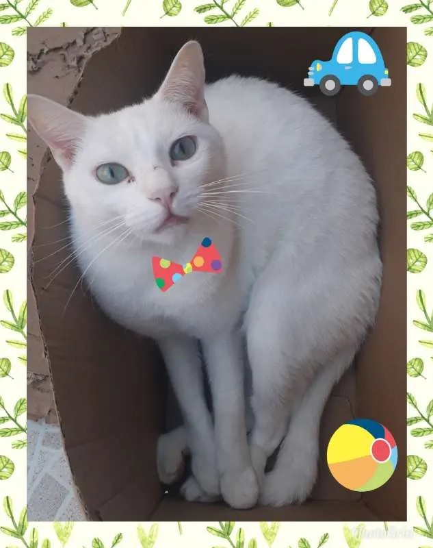 Gato ra a SRD idade 4 anos nome CHARLES