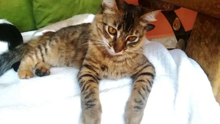 Gato ra a SRD Gata idade 3 anos nome Katy