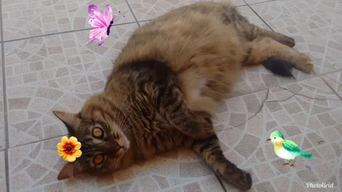 Gato ra a SRD Gata idade 3 anos nome Katy