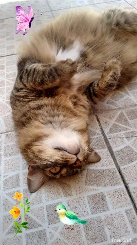 Gato ra a SRD Gata idade 3 anos nome Katy
