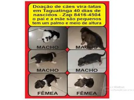 Cachorro raça Vira lata idade Abaixo de 2 meses nome Bob