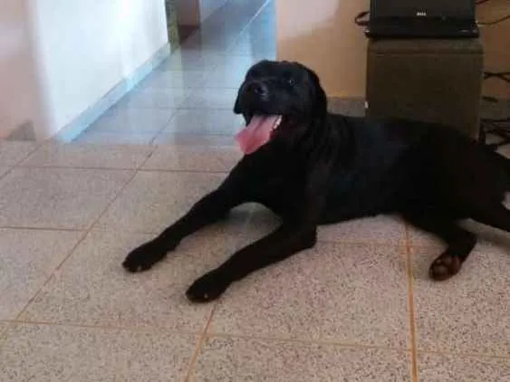 Cachorro ra a Labrador idade 1 ano nome Cachorro