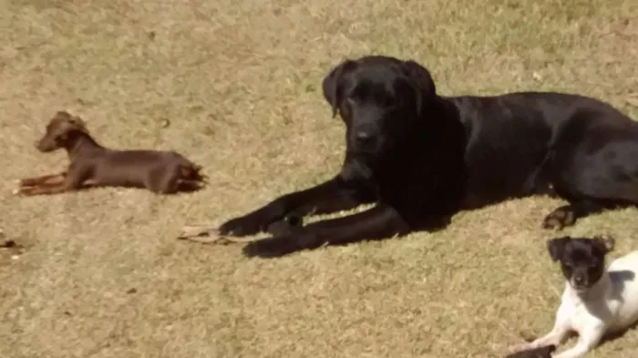 Cachorro ra a Labrador idade 1 ano nome Cachorro