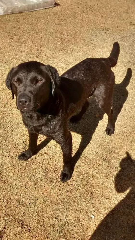 Cachorro ra a Labrador idade 1 ano nome Cachorro