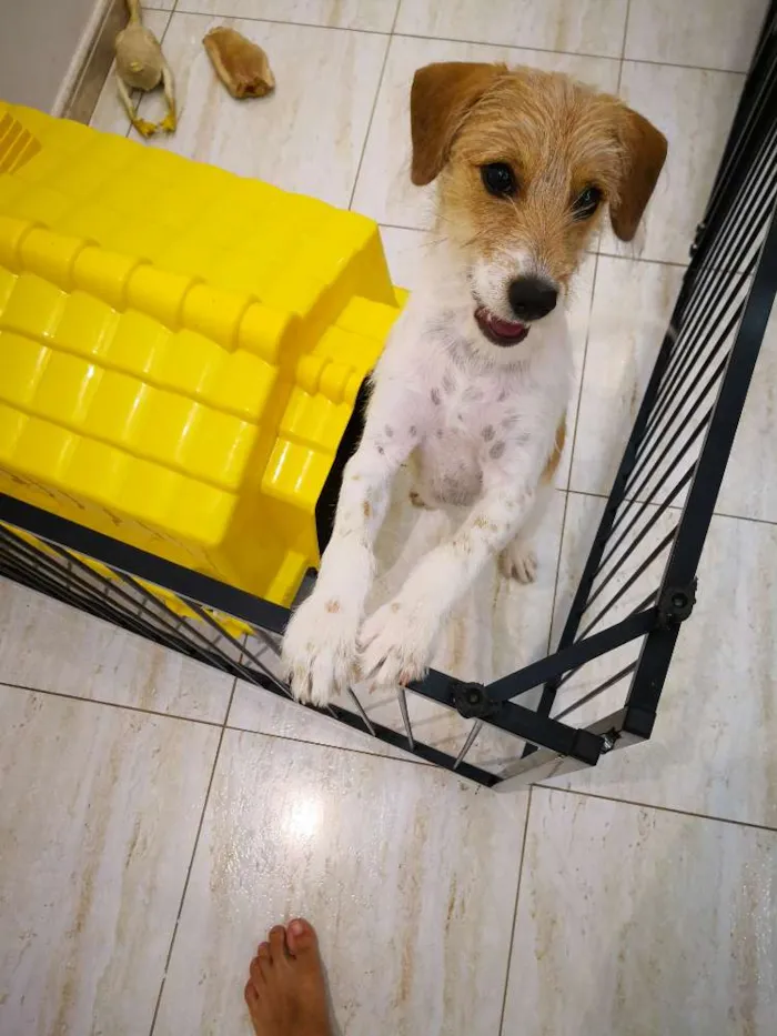 Cachorro ra a Indefinida  idade 2 a 6 meses nome Sem nome 