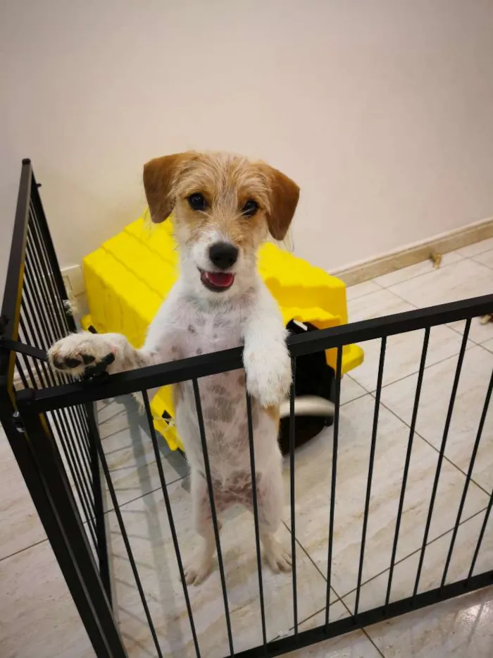 Cachorro ra a Indefinida  idade 2 a 6 meses nome Sem nome 