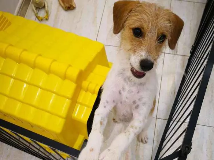 Cachorro ra a Indefinida  idade 2 a 6 meses nome Sem nome 