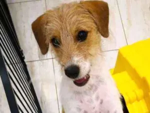 Cachorro raça Indefinida  idade 2 a 6 meses nome Sem nome 