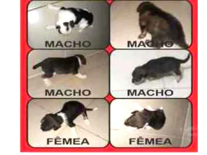 Cachorro raça Vira lata idade Abaixo de 2 meses nome Bob