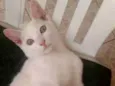 CHARLES