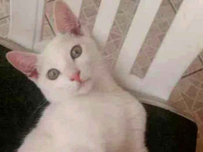 Gato ra a SRD idade 4 anos nome CHARLES