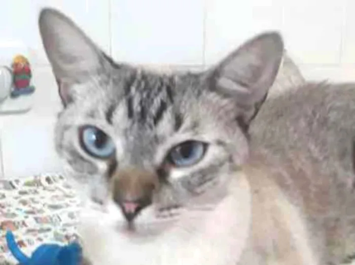 Gato ra a MESTICO SIAMES idade 4 anos nome BARNEY