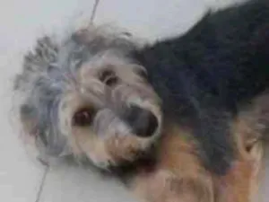Cachorro raça SRD idade 2 a 6 meses nome Júnior