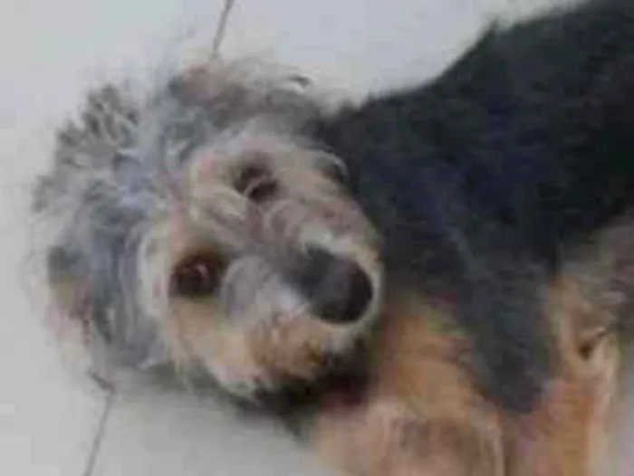 Cachorro ra a SRD idade 2 a 6 meses nome Júnior