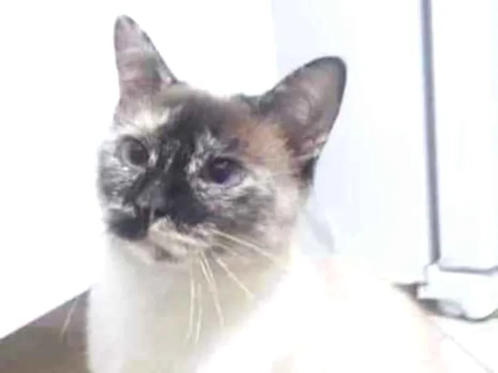 Gato ra a Sem raça  idade 2 anos nome Jubilina 