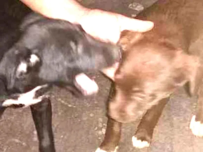 Cachorro ra a vira lata idade Abaixo de 2 meses nome lindos