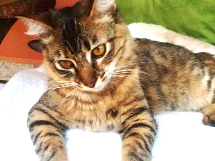 Gato ra a SRD Gata idade 3 anos nome Katy