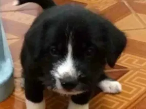 Cachorro raça SRD idade Abaixo de 2 meses nome sem nome