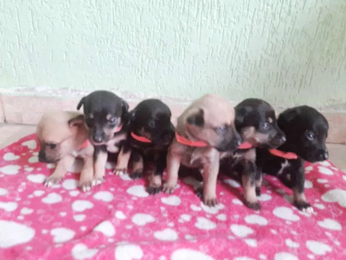Cachorro ra a Labrador c vira lata idade Abaixo de 2 meses nome Sem nome
